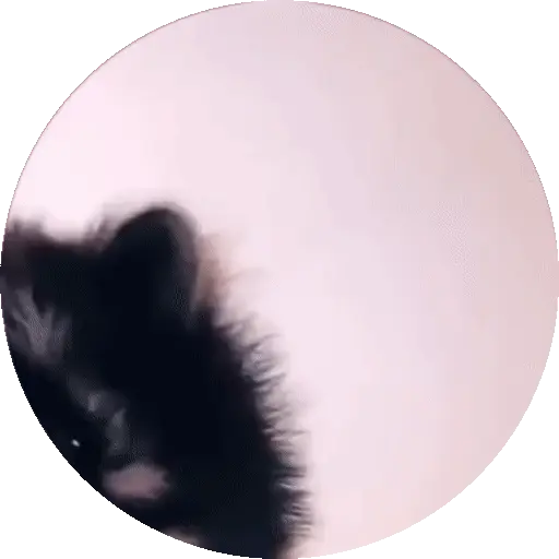 Animales Tiktok Viral 🐱🐈🐈⬛ 6
