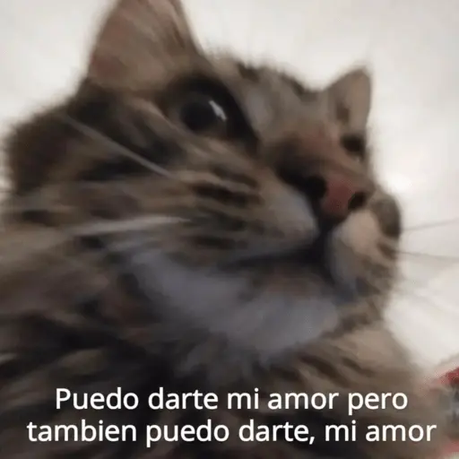 Michis Para Contestar 🐈⬛ 12