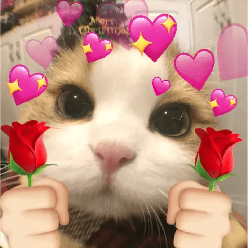 รักลูกแมว 😺💘💞 3