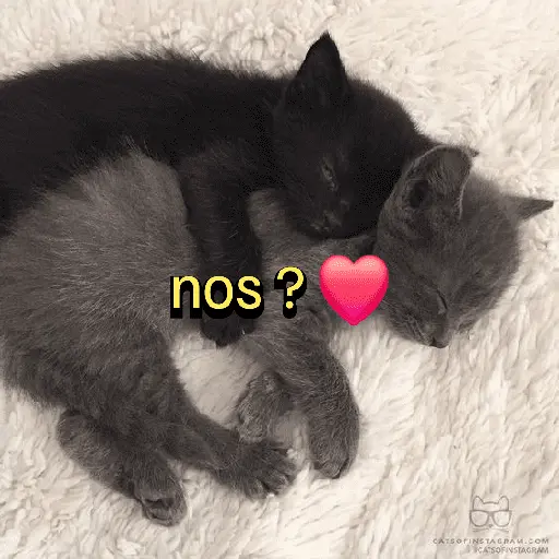 figurinhas de amor ❤️🤣 1