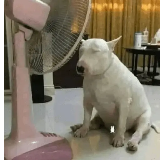 Calor 🥵🌡️ 7