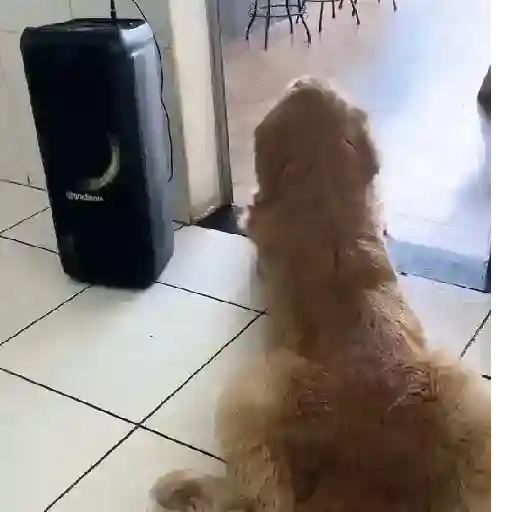 Virales de tiktok 📲 2