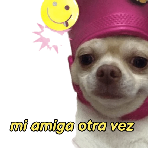 perritos memes 🐕 26