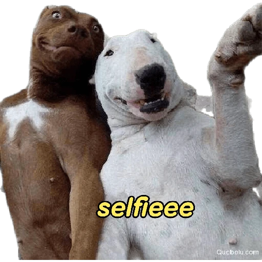 perritos memes 🐕 12