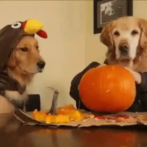 🎃 Halloween Pets 🎃 3