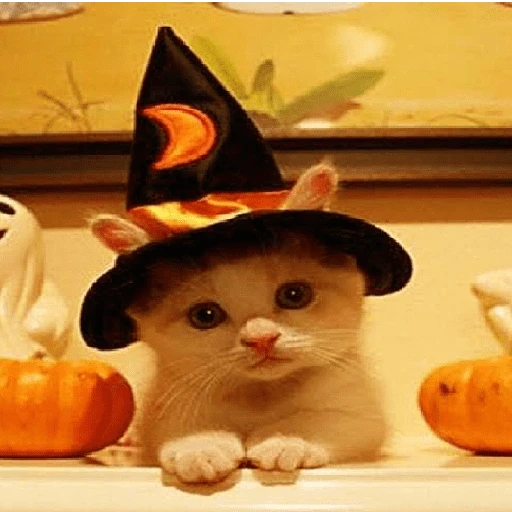 memes Halloween 🎃 😎 9