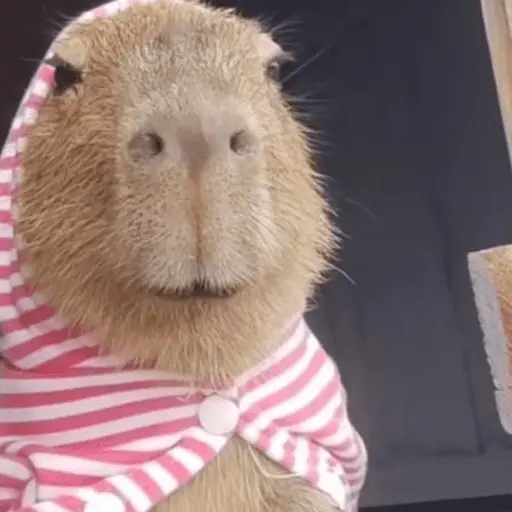 😍 CAPYBARAS 😍 12