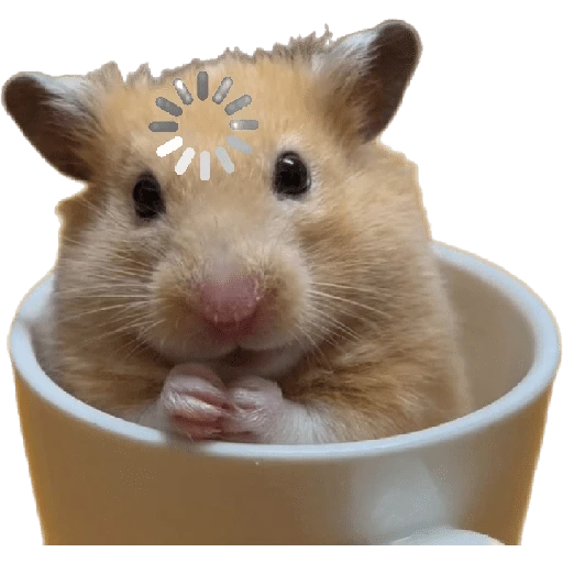 Hamsters ❤️ 6