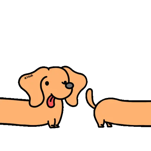 Perro Bachicha 13