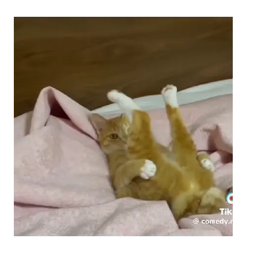 Horny Cats 🐱❤️ 9