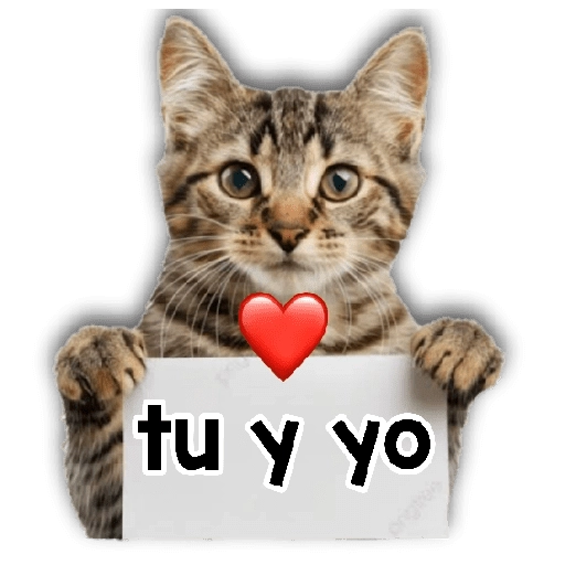 Michi mensajes gatito 🐱📩 14