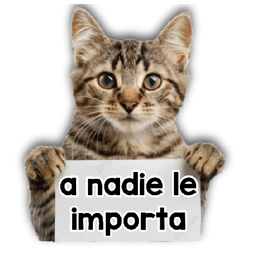 Michi mensajes gatito 🐱📩 1