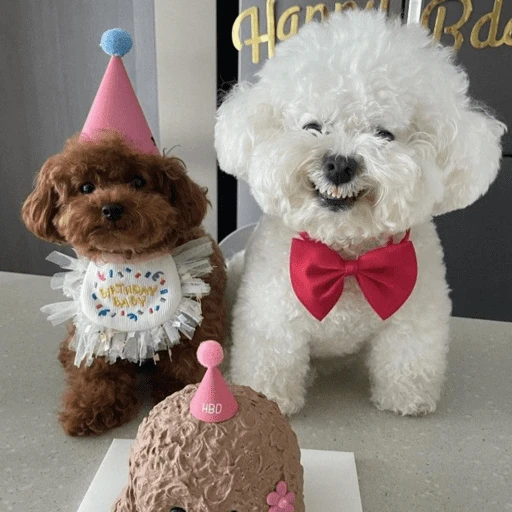 🐶 TÚ Y YO VERSIÓN PERRITOS 🐾 4