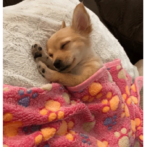 Perritos que tienen frío❄️✨ 5