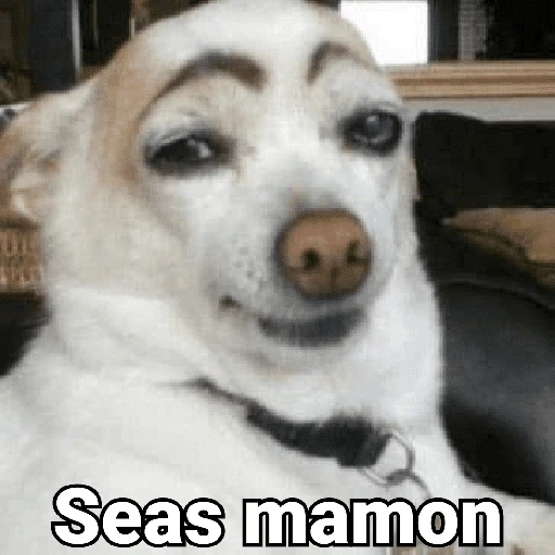 Waos - Perro con cejas🐶 2