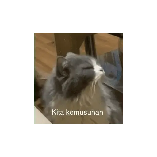 meme kucing 19