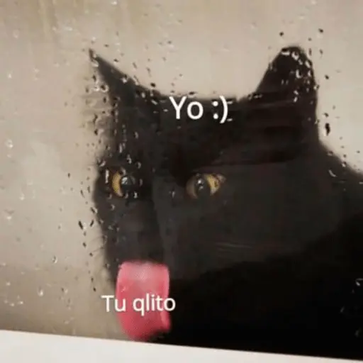 Michis Para Contestar 🐈⬛ 10