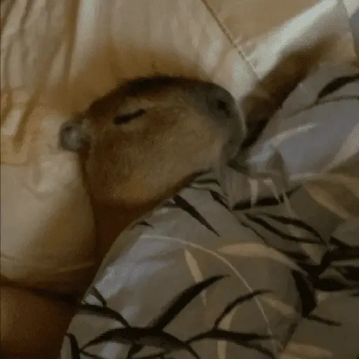 Capibara Random 🍉 24