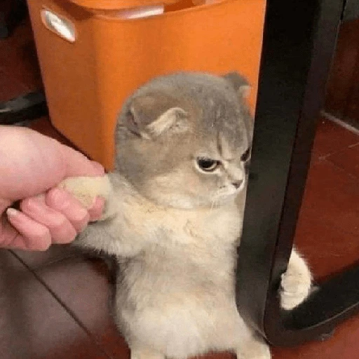 kucing marah 8
