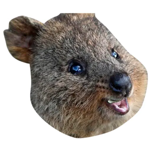 tray-icon