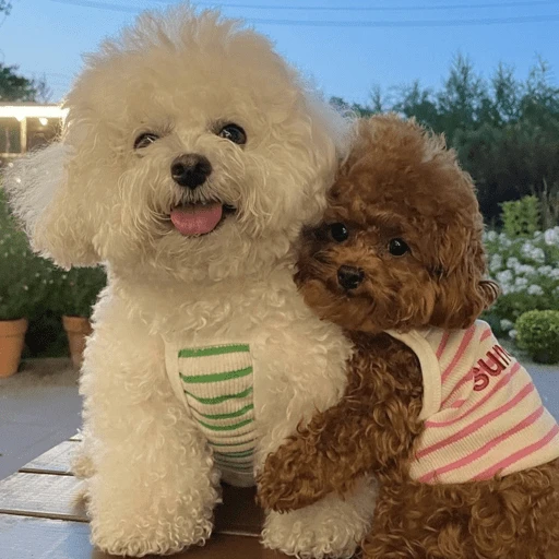 🐶 TÚ Y YO VERSIÓN PERRITOS 🐾 9