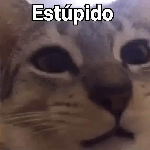 Estúpido