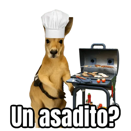 🦘Memes canguro 🦘😂 10