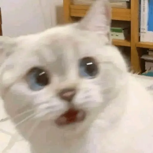Memes gatitos #3 🐱✨🌷 27