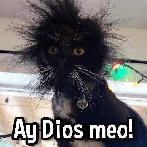 Gatitos pa tu Wsp😼🫰🏻 18