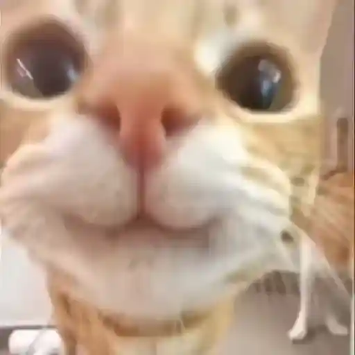 Gatos Equis😸💢 1