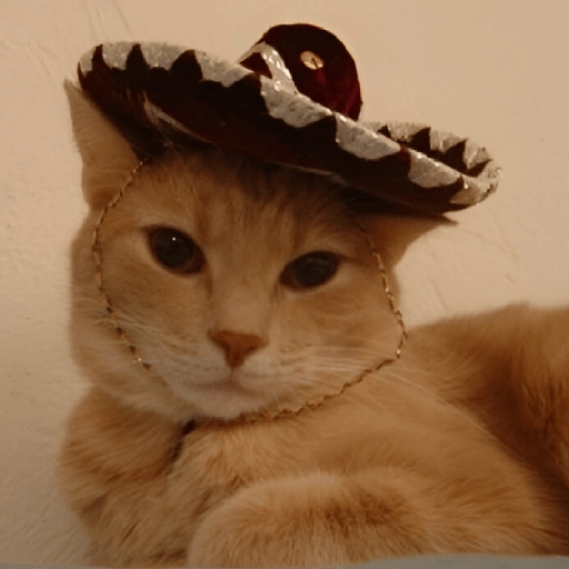 Mariachi Cats🤠😺✨ 4