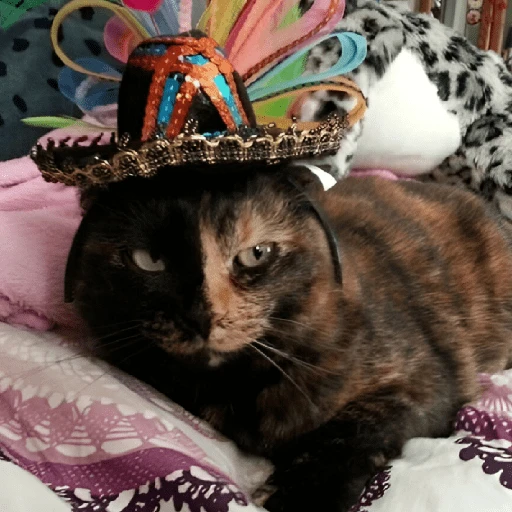 Mariachi Cats🤠😺✨ 2