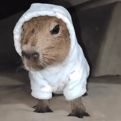 😍 CAPYBARAS 😍 11