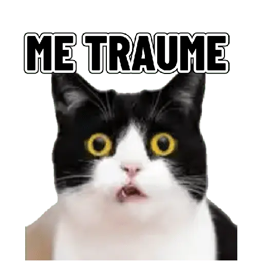 Memes clásicos gatito 😺🔥 13