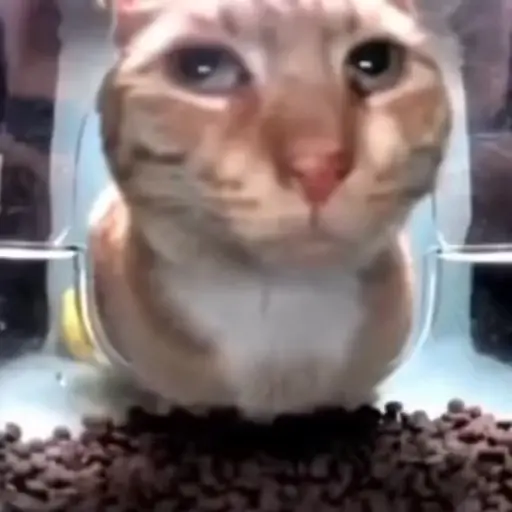 Gatito de Tiktok 1