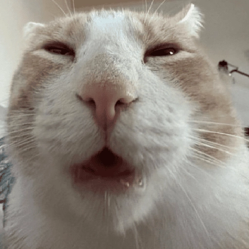 MICHIS 🥰🐱 6