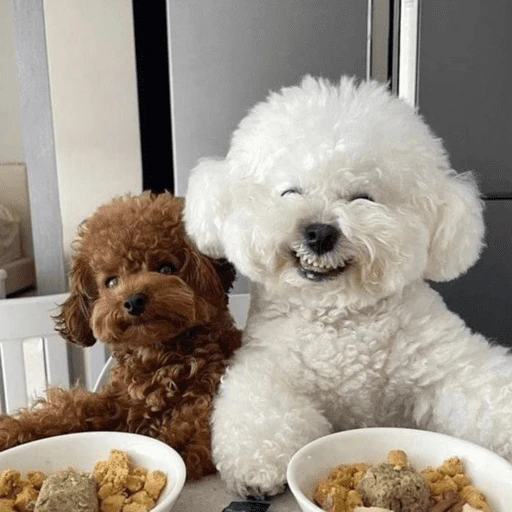 🐶 TÚ Y YO VERSIÓN PERRITOS 🐾 3