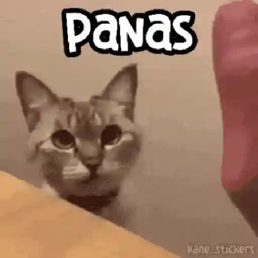 😻 Michis RANDOM🐾 4