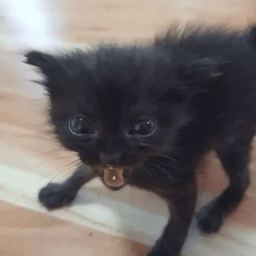 😸 Te lo digo con un gato 😸 9