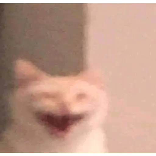 Memes gatitos #3 🐱✨🌷 16