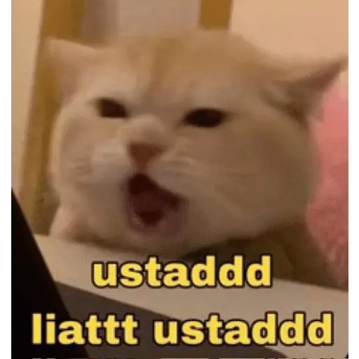 meme kucing 21