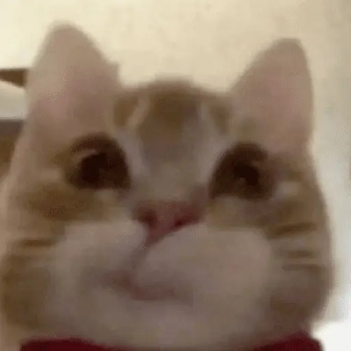Gatinhos memes 13