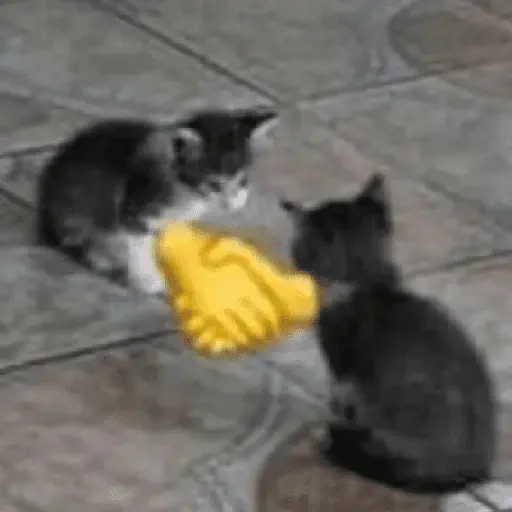 Gatinhos memes 22