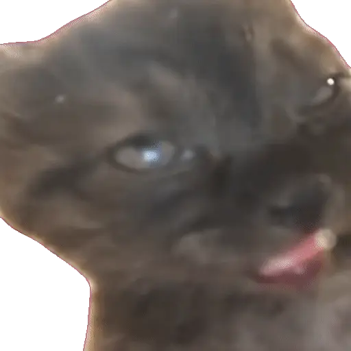 Animales Tiktok Viral 🐱🐈🐈⬛ 2