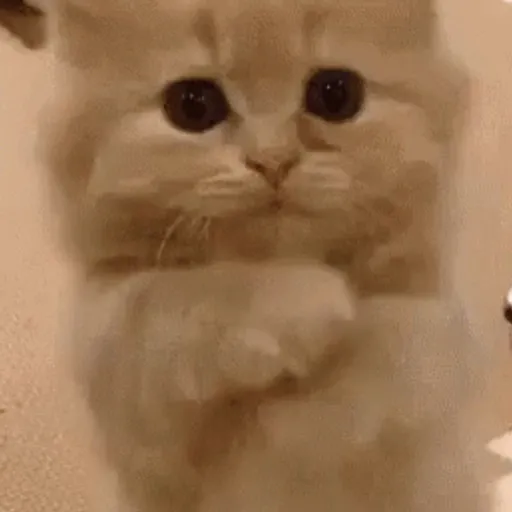 📲UN MIX PAL CHAT 4 📲 6