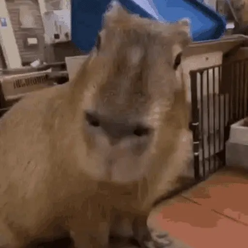 😍 CAPYBARAS 😍 2