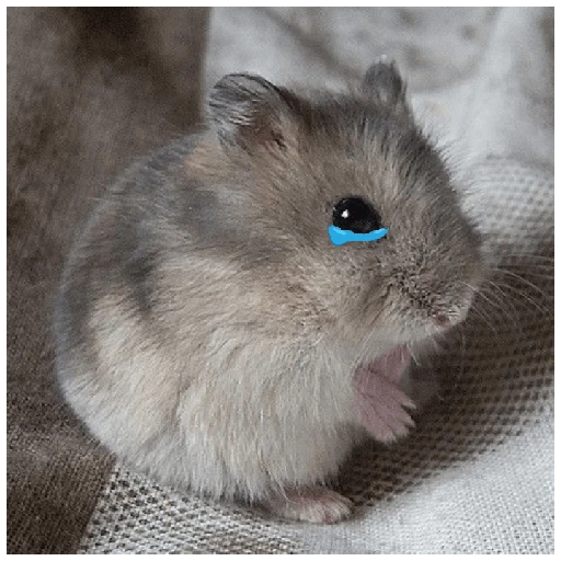 Hamsters ❤️ 3
