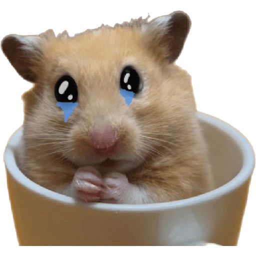 Hamsters ❤️ 10
