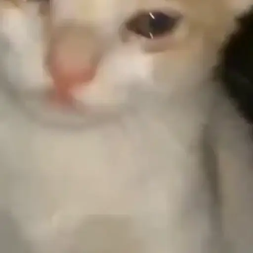 Michi Triste 8