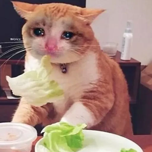 ANOW